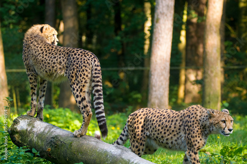 Red list animal - cheetah or cheeta, fastest land animal, large felid of the subfamily Felinae.
