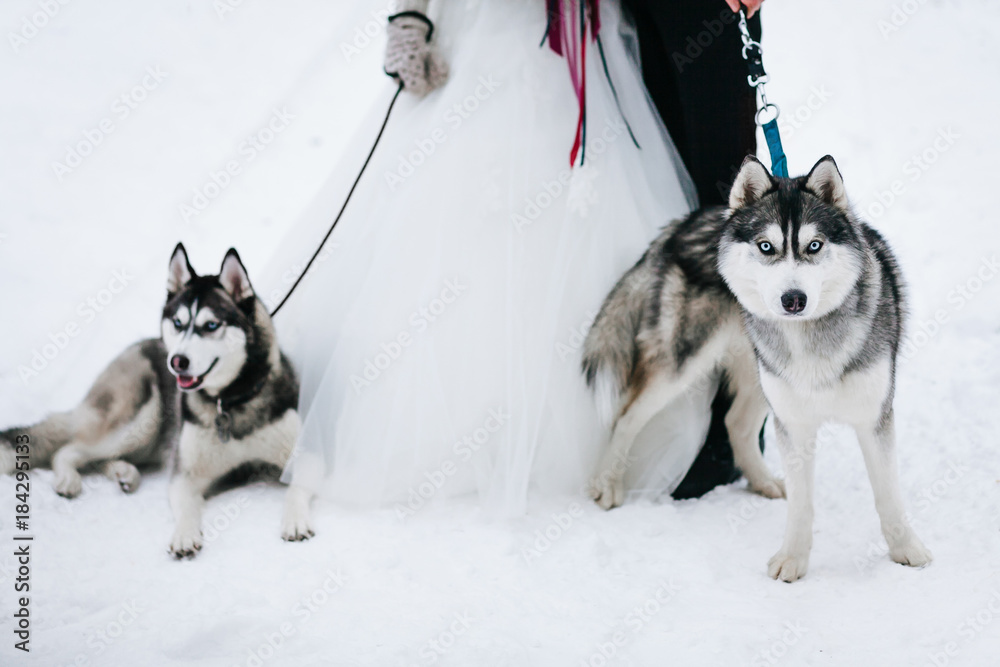 Two Adult Siberian Huskies Dogs are resting next to the bride and groom legs. Artwork Two Adult Siberian Huskies Dogs are resting next to the bride and groom legs. Artwork