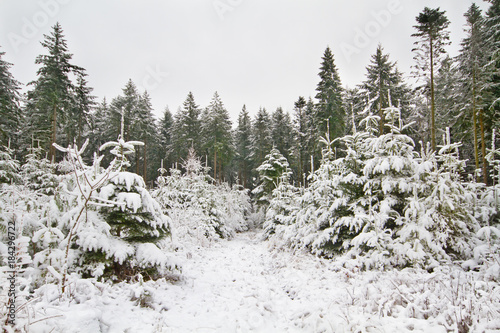 Path through forest with young pine trees, covered with snow, in the background old pine trees