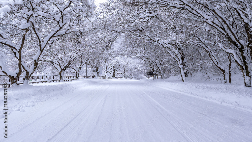 Fototapeta premium Road and tree covered by snow in winter.