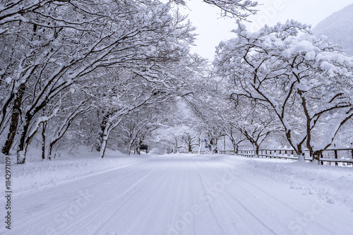 Road and tree covered by snow in winter.