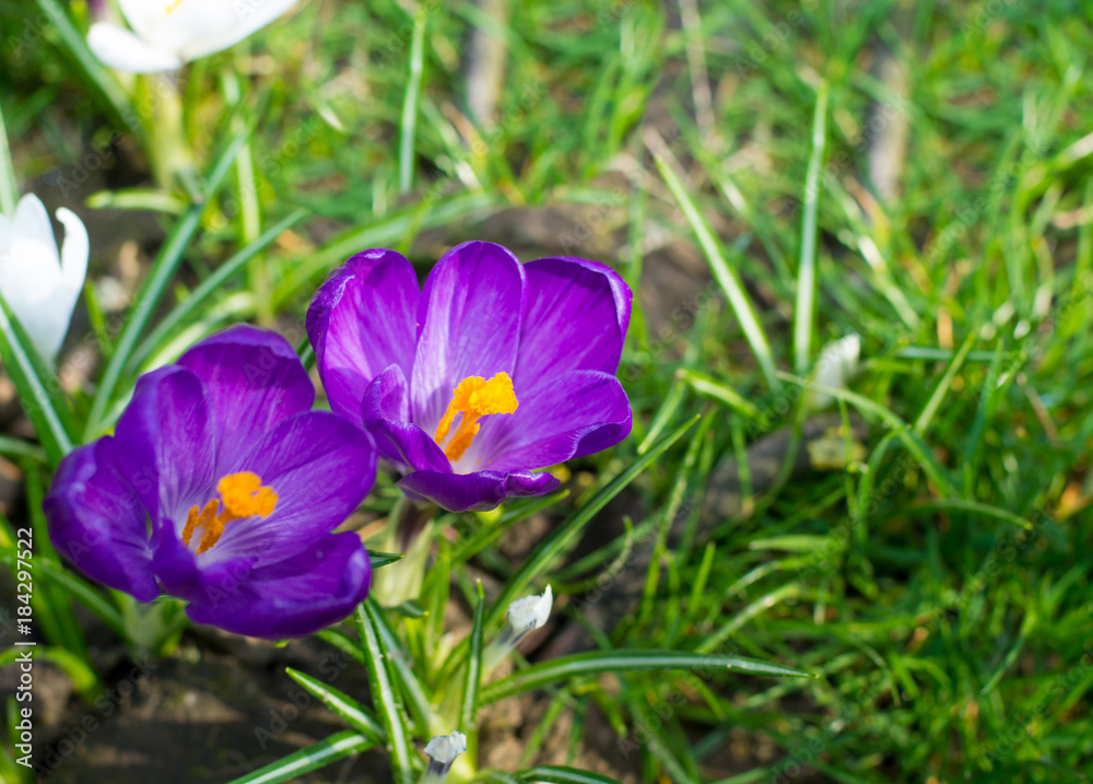 Group of first spring flowers - purple crocuses blossom outside close-up Group of first spring flowers - purple crocuses blossom outside close-up