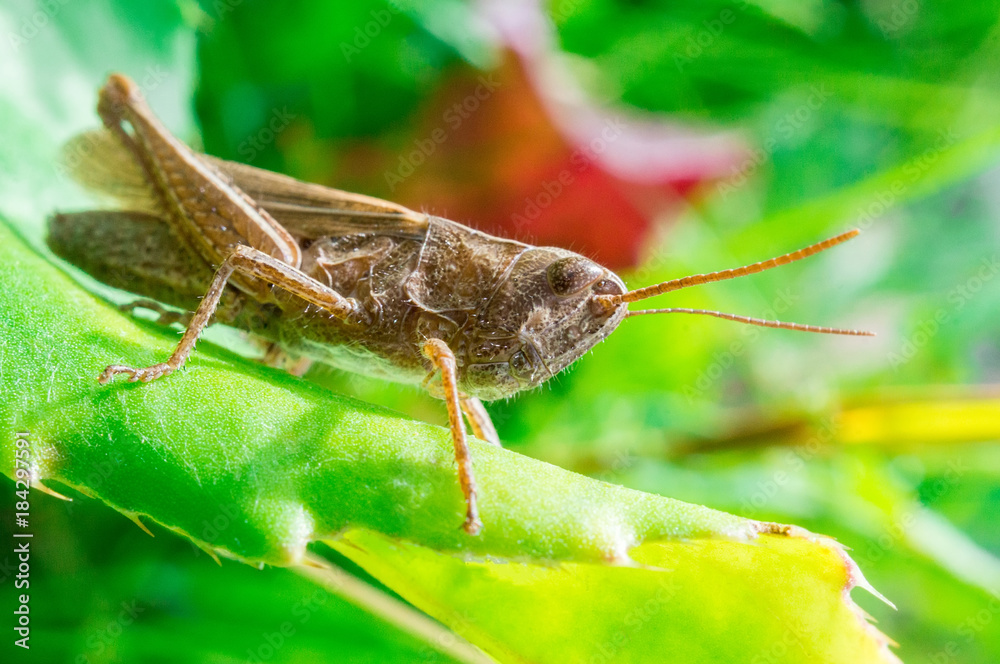 Grasshopper on leaf Grasshopper on leaf