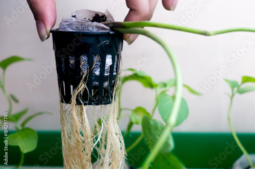 Hand holding up a net pot with coco coir medium with the roots and the stem of hte plant hanging down. Hydroponics is the new science innovation of growing plants to maximize their yeild and taste photo