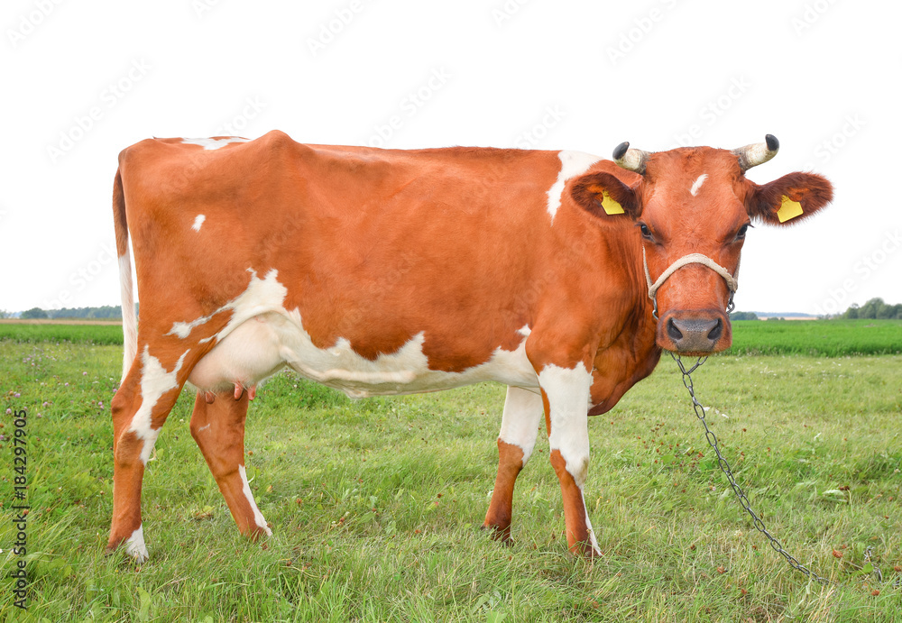 Funny cow standing on green field and staring straight into camera close up. Farm animals. Cute red and white spotted cow is grazing in a meadow with bright green grass.