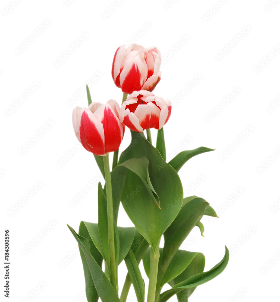 Row tulip flowers isolated on white Row tulip flowers isolated on white