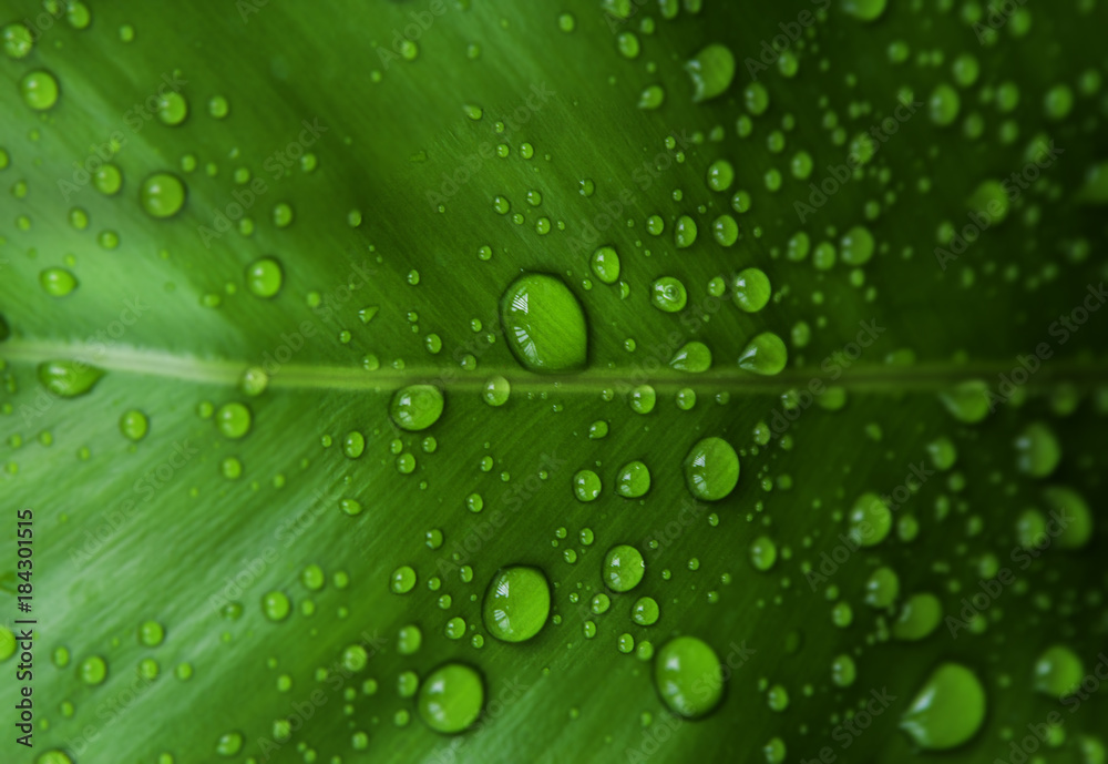 Closeup water drops on green leaf after rain,beauty by nature. Closeup water drops on green leaf after rain,beauty by nature.