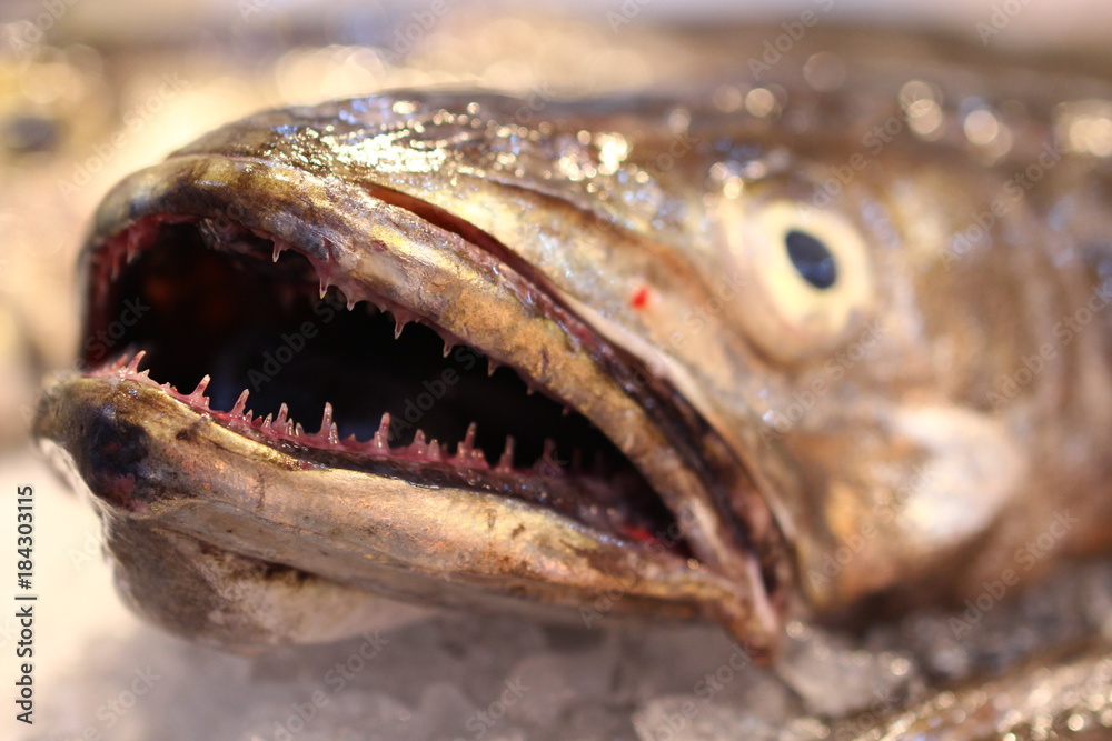 poisson poisson
