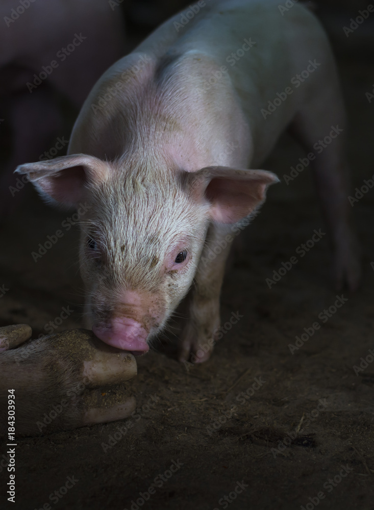 a small, pink piglet standing on a dirt floor, looking down at something. a small, pink piglet standing on a dirt floor, looking down at something.