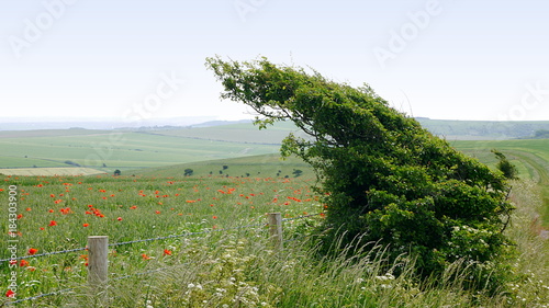 Windswept tree on the South Downs with wild poppies in the background