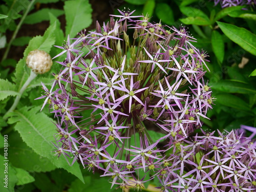 Purple Allium Cristophii flower