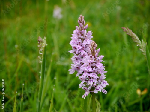 Wild purple orchid on the South Downs