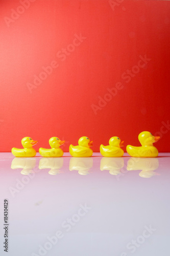 Obraz na plátně A group of ducks follwing big duck. Leadership conceptual.