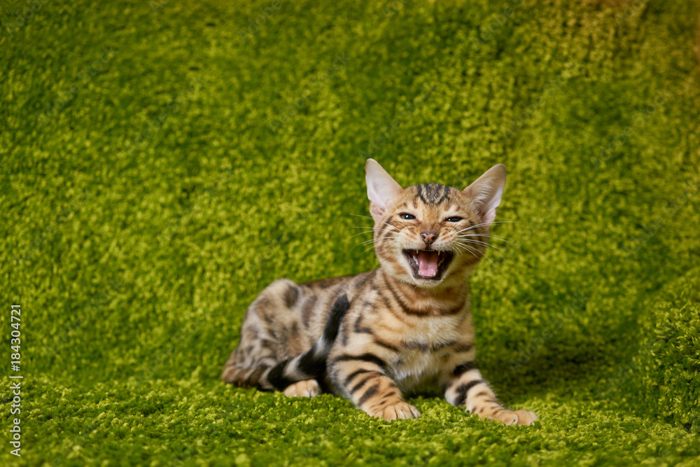 Funny bengal cat lies and meows on green background