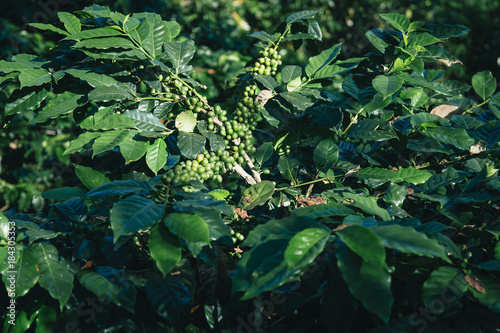 Coffee beans from these high mountain fincas are painstakingly hand picked as they ripen