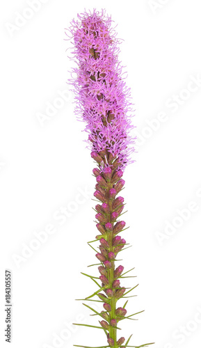 Liatris spicata flower