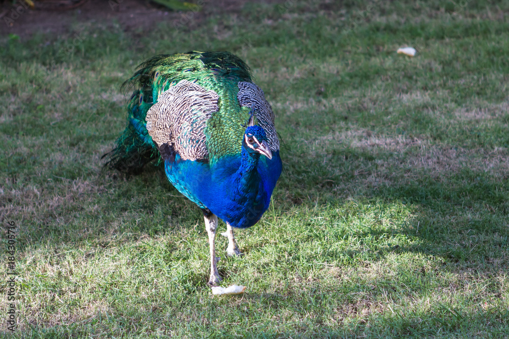 Fototapeta premium male peacock in front of green background, Feathers blue bird