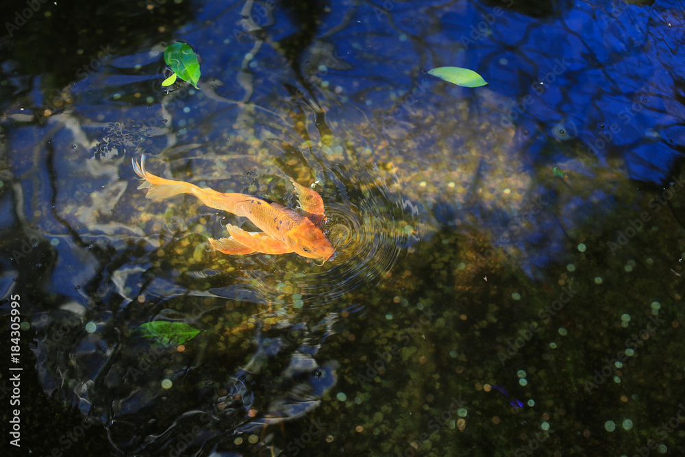 Goldfish in the pond in the sun light Goldfish in the pond in the sun light