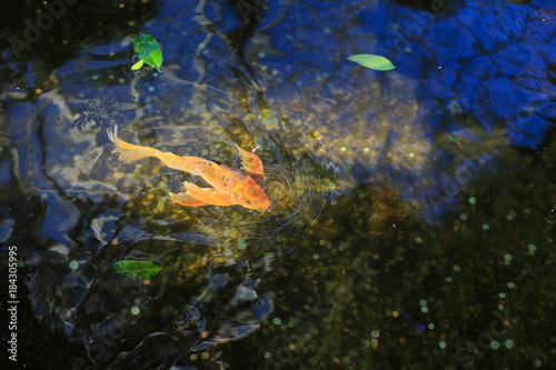 Goldfish in the pond in the sun light