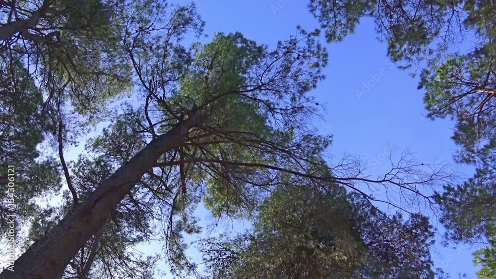 4k italia, pines, firs, cypresses, trees typical of the forests of the Apennine mountains. 4k italia, pines, firs, cypresses, trees typical of the forests of the Apennine mountains.