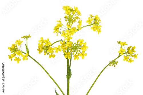 Barbarea vulgaris flower