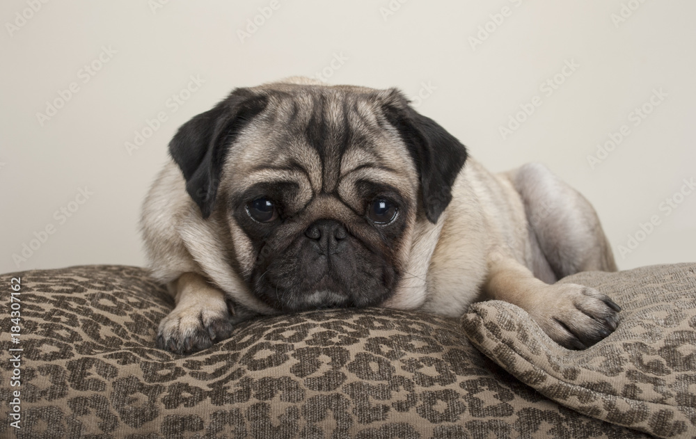 lovely sweet pug puppy dog, lying down on cushions, with leopard print