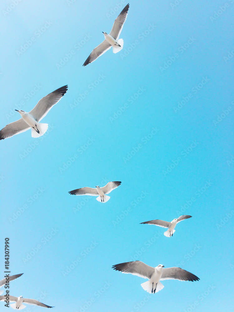 Obraz premium Seagulls flying in blue sky