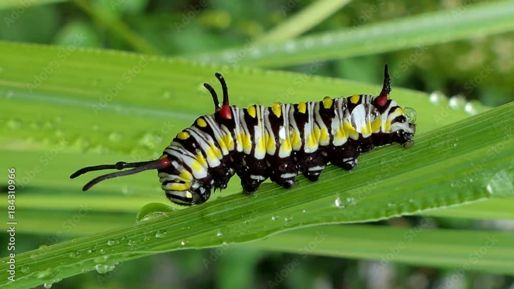 Nettle Caterpillar on leaves in tropical rain forest. Nettle Caterpillar on leaves in tropical rain forest.