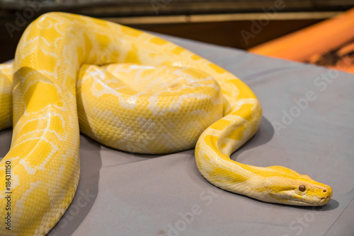 Close up Python gold