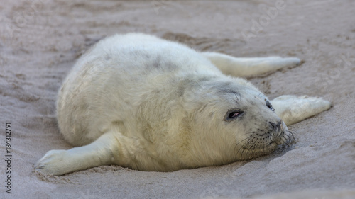 Junge Kegelrobbe