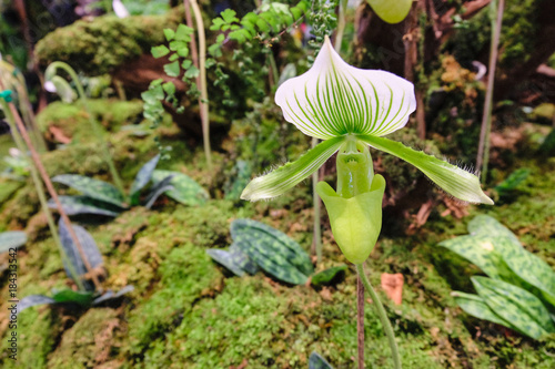 Selective focus of green Lady Slipper Orchid (Cypripedioideae)