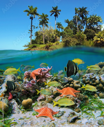 Split view in the tropics with colorful fish and starfish in a coral reef underwater and lush tropical island above water surface, Caribbean sea