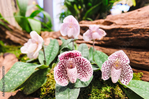 Selective focus of Lady Slipper Orchid (Cypripedioideae)