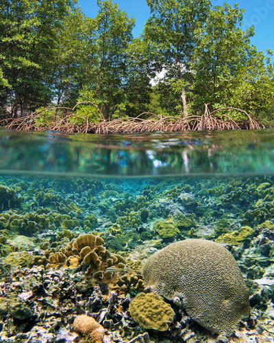 Above and below sea surface mangrove trees over water with a shallow coral reef underwater, Caribbean sea, Central America, Panama