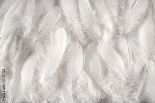 Fototapeta Naklejka Na Ścianę i Meble -  White feathers background