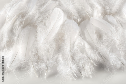 Layer of soft fluffy white feathers