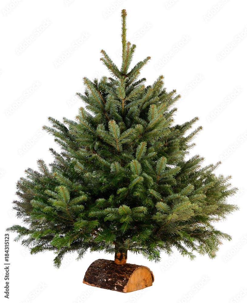 bare naked abies nordmann fir christmas tree isolated on a white background  Stock Photo | Adobe Stock