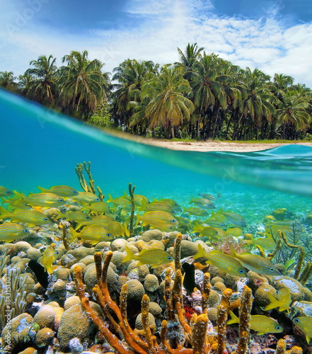 Over and under water near a tropical sea shore with coconut trees and a coral reef with a school of fish underwater, Caribbean sea, Panama