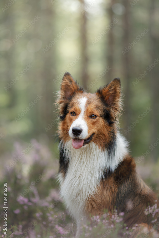 Dog border collie sitting in the Heather