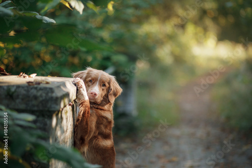 The Nova Scotia duck tolling Retriever dog outdoor