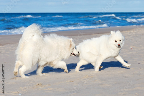 Two white Samoyed dog playing on the beach by the sea