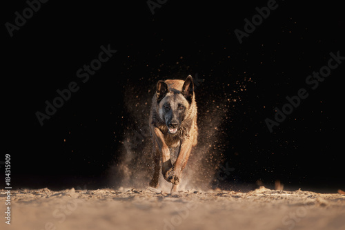 Dog Malinois runs photo