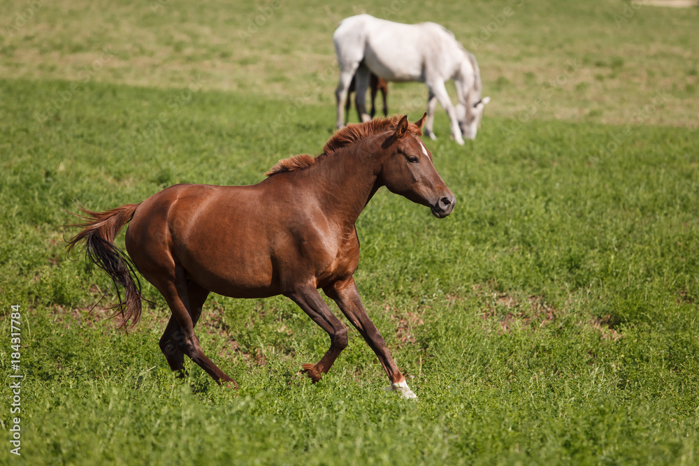 Fototapeta premium Horses on a green field