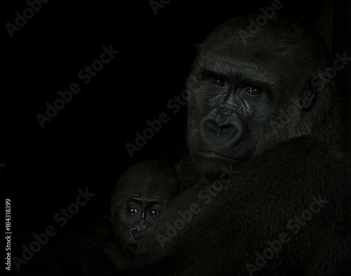 Gorilla family © Sergio 