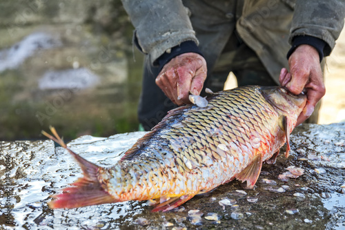 Fototapeta Naklejka Na Ścianę i Meble -  Fisherman to cleans a freshly fish