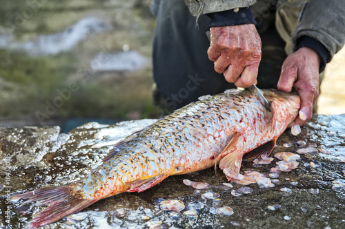 Fototapeta Naklejka Na Ścianę i Meble -  Fisherman to cleans a freshly fish