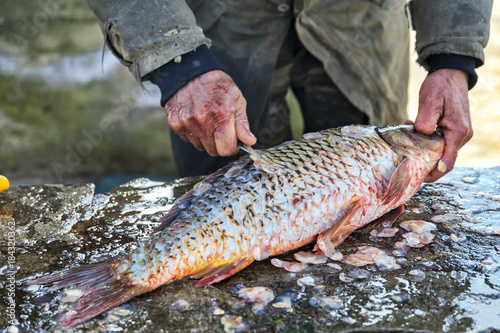 Fototapeta Naklejka Na Ścianę i Meble -  Fisherman to cleans a freshly fish
