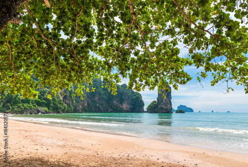 Fototapeta Naklejka Na Ścianę i Meble -  a large tree with wide leaves creates a shadow on the sandy shore of the resort of Krabi, Thailand