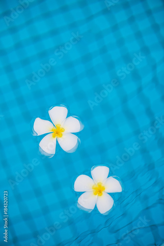 flowers frangipani in water vertical photography
