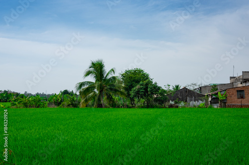 rice fields and palm Vietnam